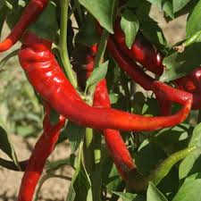 CAYENNE LARGE RED chilli Pepper 10 seeds